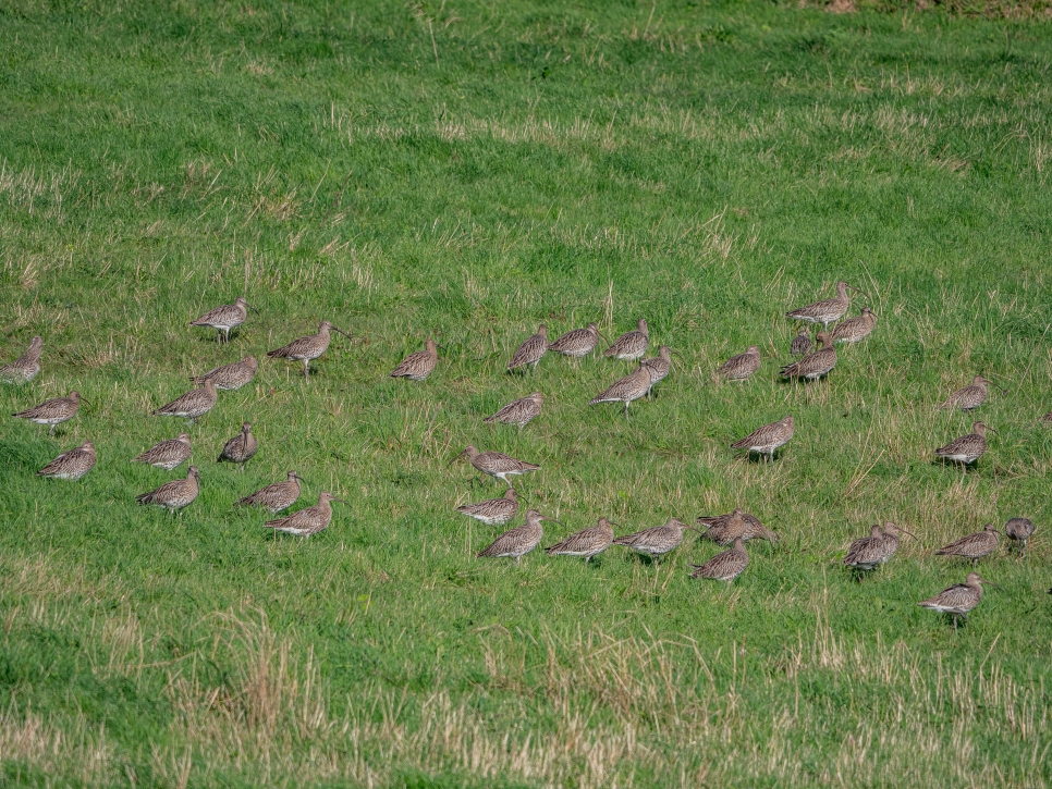 Curlew on Wader Meadow (2).jpg